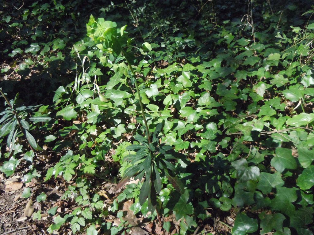 Euphorbia amygdaloides L.